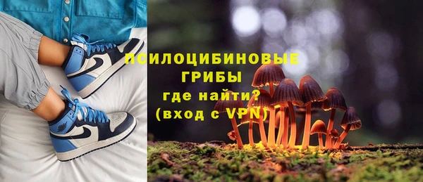 крисы Абаза